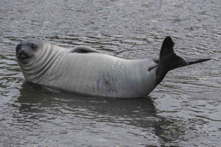 Elefante Marino - islas Georgias del Sur 15.jpg